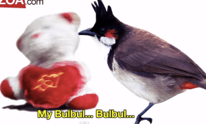 Bulbul bird